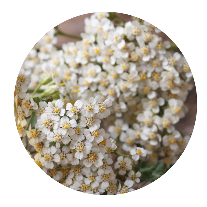 YARROW